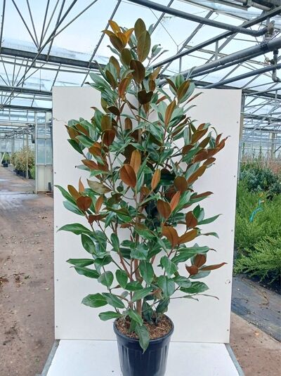 Großblütige Magnolie 'Exmouth' / Magnolia grandiflora 'Exmouth'