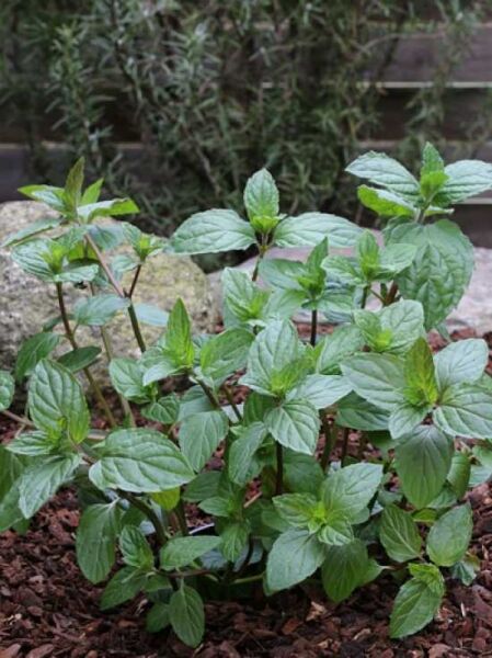 Pfefferminze / Mentha piperita
