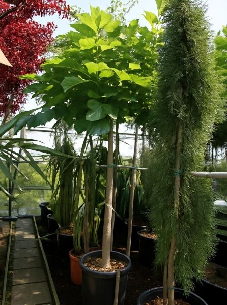 Morus alba 'Macrophylla' (platanifolia) / Platanenblättriger Maulbeerbaum 'Macrophylla' Hochstamm im Container mit großen Blättern