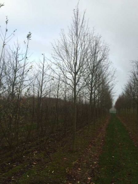 Tilia cordata 'Rancho' / Kleinkronige Winter-Linde