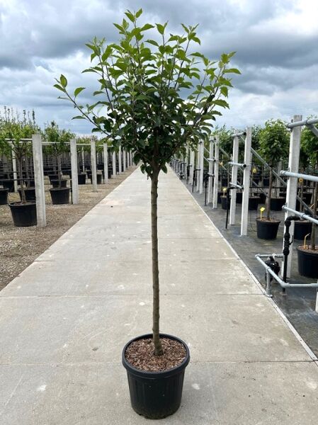 Apfel 'Gelber Boskoop' (Malus domestica 'Gelber Boskoop') Halbstamm im Container, Strauchkrone mit grünem Laub.