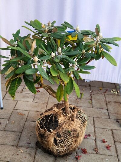 Rhododendron 'White Dane' (Rhododendron galactinum x yakuschimanum) Solitär 40–50 cm breit, mit Knospen, Ballenware m. B.
