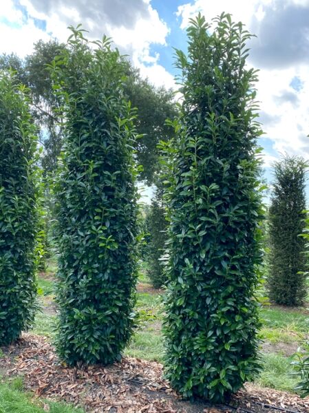 Prunus laurocerasus 'Genolia' / Kirschlorbeer 'Genolia' 300-350 cm m. Db., schlanker, dicht belaubter, immergrüner Strauch im Feld.