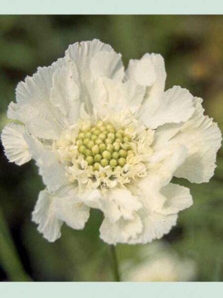 Garten-Skabiose 'Perfecta Alba' / Scabiosa caucasica 'Perfecta Alba'