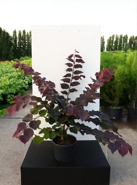 Judasbaum Cercis ‘Ace of Spades’ 100-125 cm C20, Jungpflanze im Topf mit dunkelpurpurnen Blättern und verzweigten Trieben.