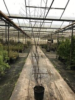 Kanadischer Judasbaum (Cercis canadensis) 'Pink Pom Poms' 175-200 cm im C20-Topf, junger Baum mit mehreren kahlen Trieben.