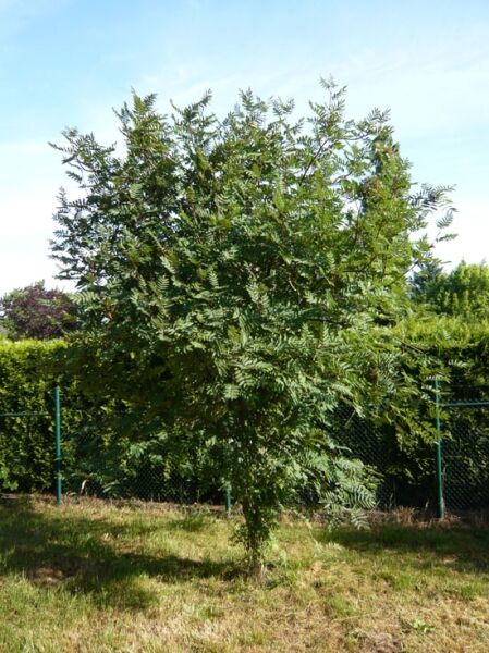 Sorbus decora / Schmuck-Eberesche als junger Baum mit dichtem, grünem Laub und aufrechtem Wuchs im Freiland.
