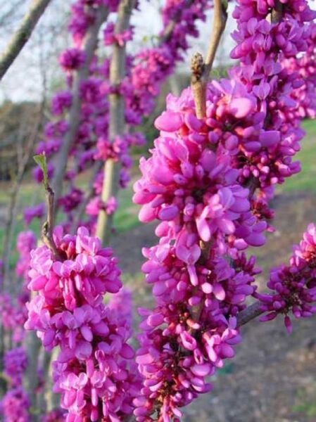 Gewöhnlicher Judasbaum mehrstämmig / Cercis siliquastrum