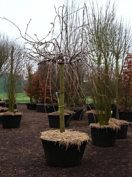 Prunus serrulata 'Kiku-Shidare' Hängende Nelken-Kirsche, Hänge-Zierkirsche Hochstamm im Container, 25-30 StU, ohne Laub
