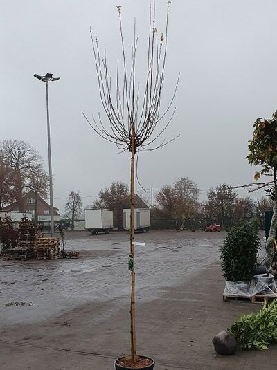 Kugel-Feldahorn Acer campestre 'Nanum', ca. 200 cm Stammhöhe, Stammumfang 8–10 cm, im Container, kugelige Krone im Aufbau