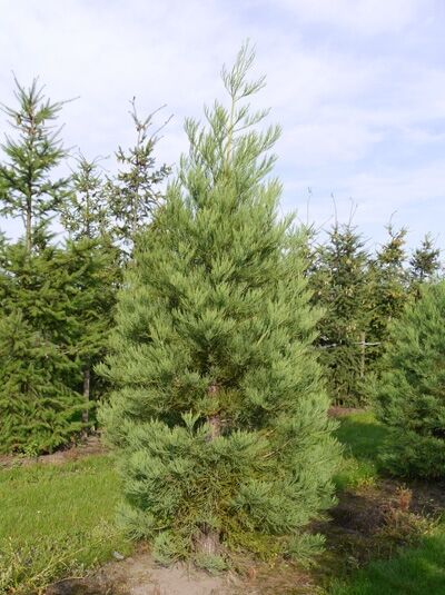 Sequoiadendron giganteum / Mammutbaum / Bergmammutbaum