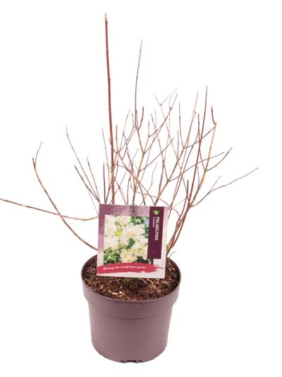 Großblütiger Pfeifenstrauch 'Lemoinei' / Philadelphus 'Lemoinei'