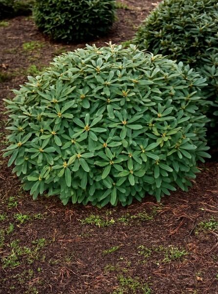 Rhododendron yakushimanum 'Kalinka' / Rhododendron 'Kalinka' Solitär, 100–120 cm Breite, kompakter grüner Strauch mit Knospen