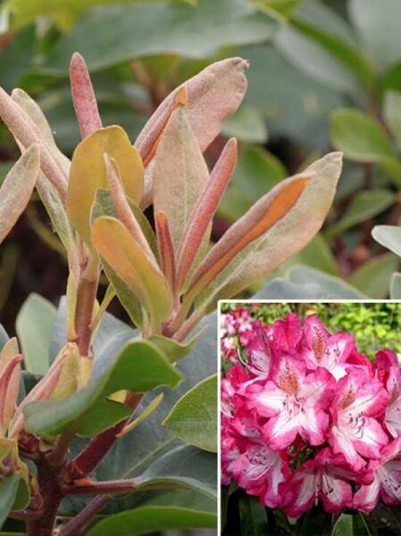 Rhododendron 'Bunter Favorit' / Rhododendron 'Bunter Favorit'
