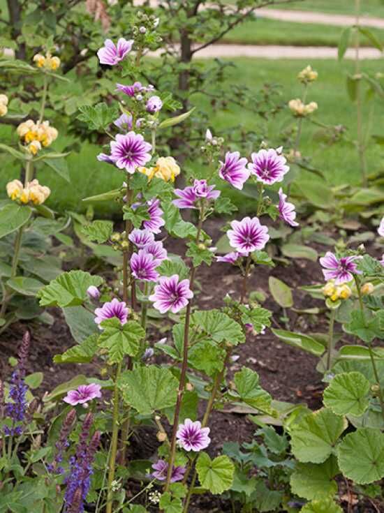 GartenMalve 'Zebrina' / Malva sylvestris 'Zebrina' kaufen