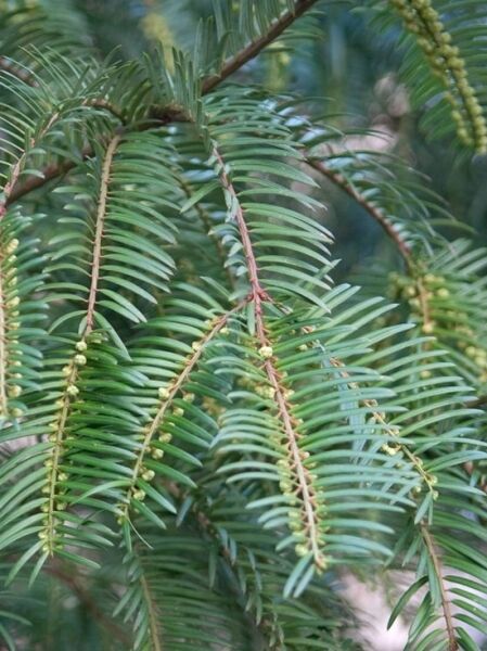 Chinesische Kopfeibe / Cephalotaxus fortunei
