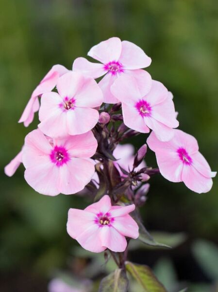 Phlox paniculata 'Sweet Summer Queen®' (Großblättrige Flammenblume) mit hellrosa Blüten und magentafarbenem Auge in Rispe