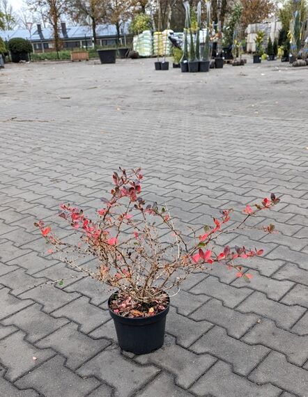 Berberitze 'Red Juwel' (Berberis media 'Red Jewel'), Strauch im C3-Topf, 30–40 cm, mit roten Blättern