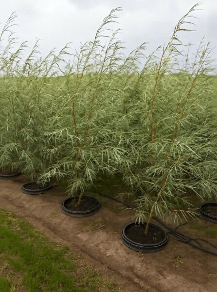 Salix exigua (Koyoten-Weide) 175-200 cm C20, mehrstämmiger Strauch mit schmalen, silbrig-grünen Blättern im Container