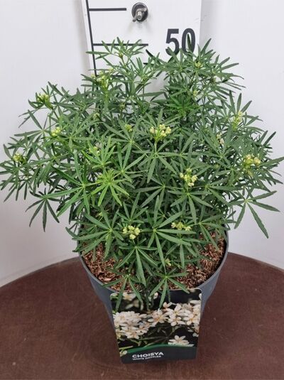 Choisya ternata 'White Dazzler' / Orangenblume 'White Dazzler' 30-40 cm C10, grüner Strauch im Topf mit Knospen