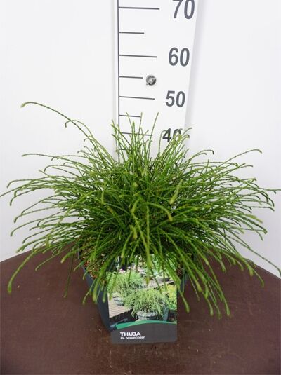thuja globuli c30 dosierung Pflüger Thuja extern Globuli Thuja occidentalis C30 (10 mg) 10 g