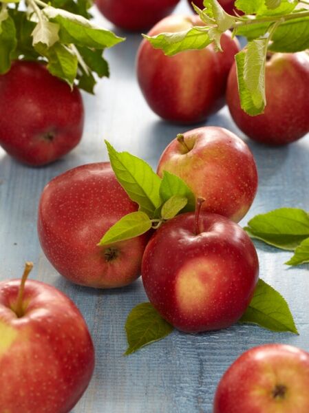 Apfel &#039;Summerred&#039; / Malus domestica &#039;Summerred&#039;