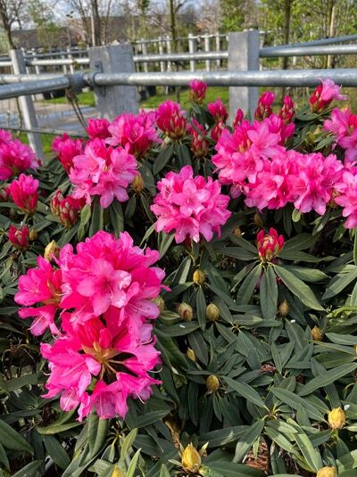Rhododendron &#039;Schirmform&#039; H: 160 cm B: 200 cm (546134) / Rhododendron yakushimanum Schirmform