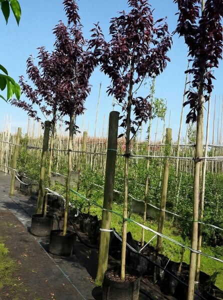Prunus serrulata 'Royal Burgundy', Rotblättrige Nelken-Kirsche 'Royal Burgundy' Hochstamm im Container mit dunkelrotem Laub