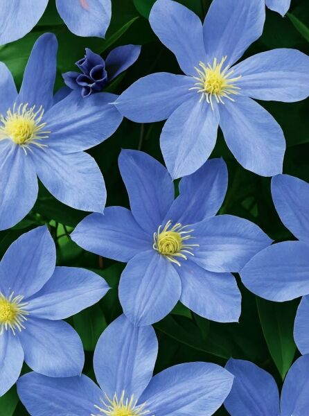 Waldrebe Clematis 'Blue Eyes' (Clematis 'Blue Eyes') mit hellblauen Blüten und gelben Staubgefäßen in Nahaufnahme.