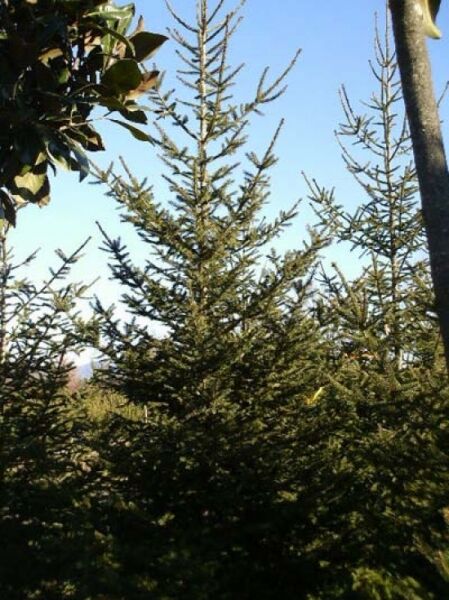 Picea abies (Fichte/Rottanne) 300–350 cm mit Drahtballen, aufrechter Nadelbaum mit kegelförmiger Krone und feinen Seitenästen.