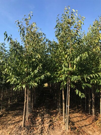 Purpur-Erle (Alnus spaethii) Hochstamm 10-12 StU m. Db., junge Bäume im Bestand mit schlanken Stämmen und grünem Laub