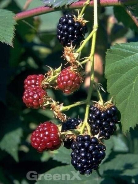 Rubus fruticosus 'Thornfree' / Brombeere 'Thornfree'