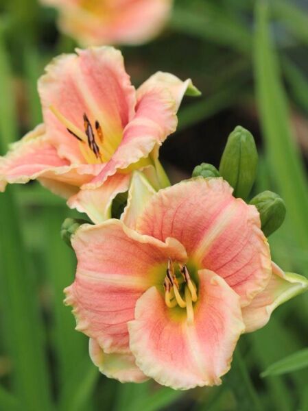 Taglilie (Hemerocallis cultorum) 'Little Anna Rosa' mit apricot-rosa Blüten und gelbem Schlund, Nahaufnahme mit Blättern