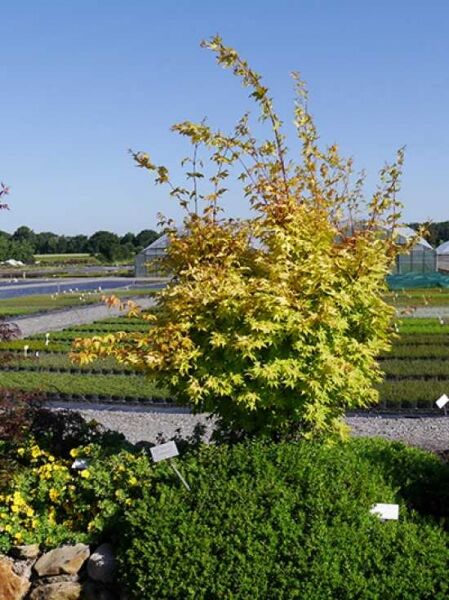 Acer palmatum 'Summer Gold' / Fächer-Ahorn 'Summer Gold'