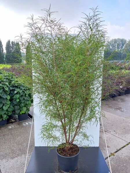 Farnblättriger Faulbaum (Frangula alnus 'Asplenifolia') im Topf, 150–175 cm, C20, mehrstämmiger Strauch mit feinem, schmalem Laub.