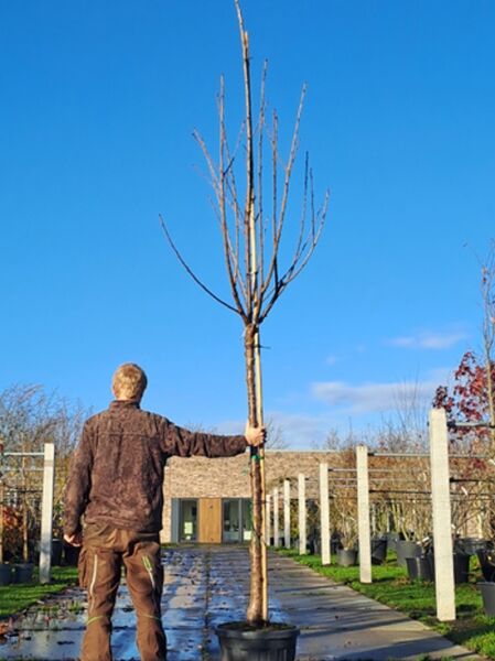 Prunus avium 'Van' / Süßkirsche 'Van' Hochstamm im Container, Stamm mit Kronenansatz und verzweigten Trieben, unbelaubt.