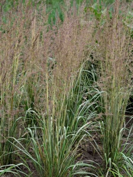Gestreiftblättriges Reitgras 'Avalanche' / Calamagrostis acutiflora 'Avalanche'