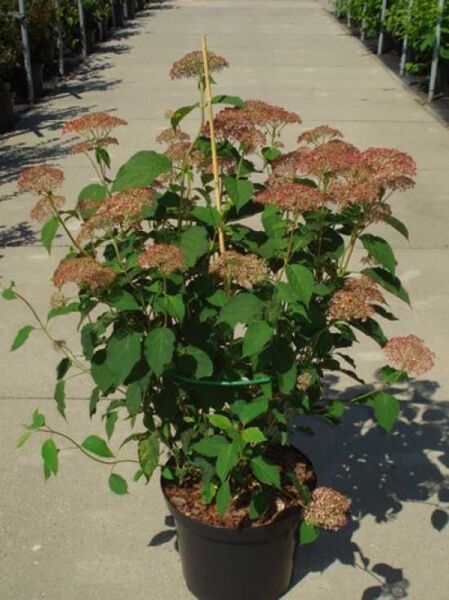 Ball-Hortensie 'Invincibelle ®' ('Pink Annabelle') / Hydrangea arborescens 'Invincibelle ®' ('Pink Annabelle')