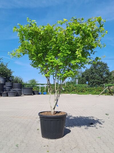 Fächer-Ahorn 'Summer Gold' 200-250 cm / Acer palmatum 'Summer Gold' (1577167)