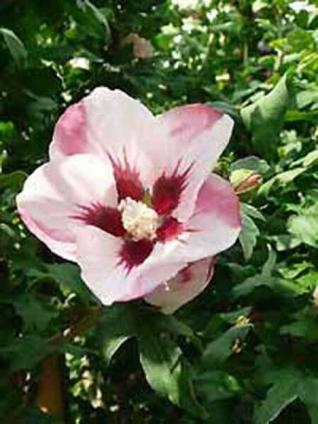 Garten-Eibisch 'Hamabo' / Strauch-Eibisch 'Hamabo' / Hibiscus syriacus 'Hamabo'