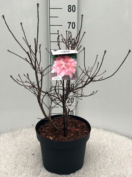 Laubabwerfende Azalee 'Berryrose' (Azalea luteum) 50–60 cm im C10-Topf, laublose Triebe mit Knospen, Pflanzetikett sichtbar.
