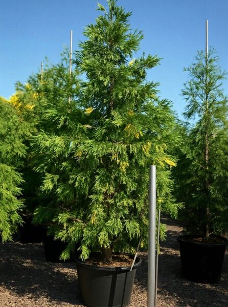 Goldgelbe Kalifornische Flusszeder (Calocedrus decurrens 'Aureovariegata') im Topf, ca. 200–250 cm, C70, gelbgrünes Nadelkleid.