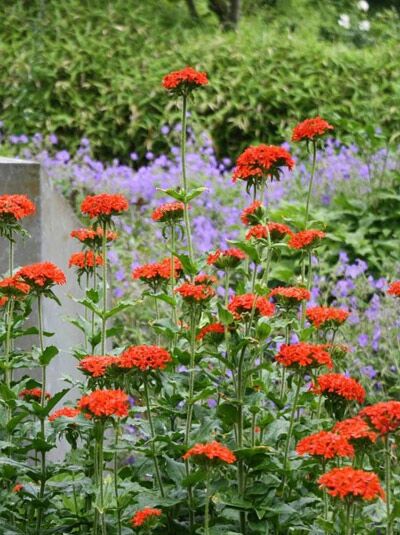 Brennende Liebe / Lychnis chalcedonica