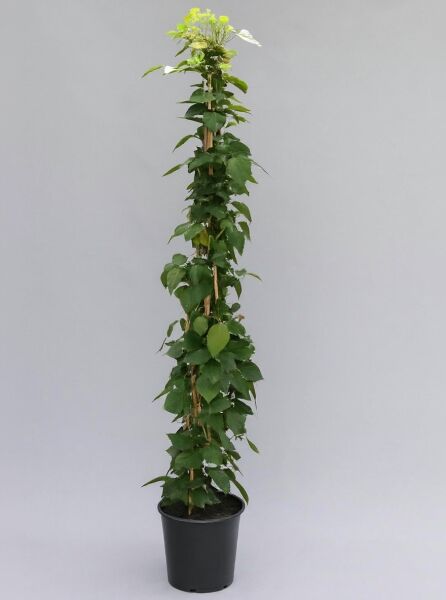 Brombeere Rubus fruticosus 'Black Satin' 150-200 cm C10, hoch wachsender Strauch im schwarzen Topf mit Rankhilfe und grünen Blättern