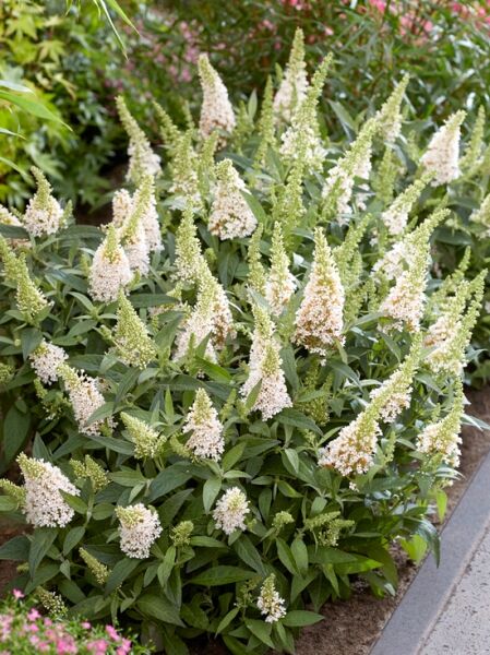 Zwerg-Sommerflieder / Zwerg-Schmetterlingsflieder &#039;Butterfly Candy ® &#039;Little White&#039; / Buddleja davidii &#039;Butterfly Candy ® &#039;Little White&#039;