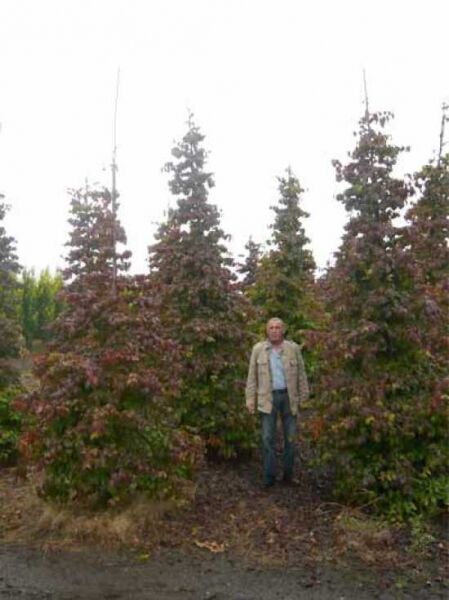 Parrotia persica 'Vanessa' / Eisenholzbaum 'Vanessa', hochstämmiger Baum in Baumschule, ca. 400–500 cm, mehrtriebig.