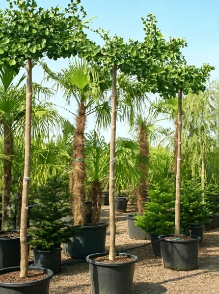 Ginkgo biloba 'Pendula' Hängender Ginkgobaum Hochstamm 14-16 StU im Container, baumförmig mit Krone aus fächerförmigen Blättern