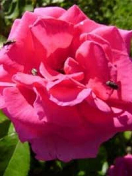 Stammrose 'Criterion' / Rosa 'Criterion'