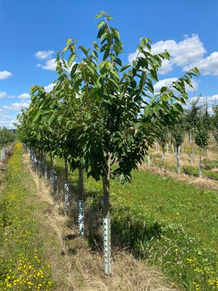 Prunus avium 'Große Schwarze Knorpel' / Süßkirsche, Halbstamm, Baum im Feld mit grünem Laub und Stammstütze.