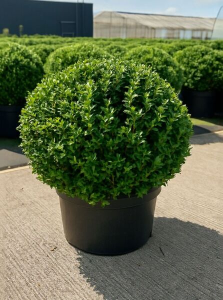 Buchsblättrige Japanische Hülse (Ilex crenata) 'Dark Green' Kugel, grüne immergrüne Kugelform im schwarzen Topf